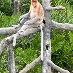 Labuk Bay Proboscis Monkey Sanctuary - Sandakan