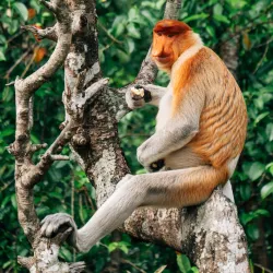 Labuk Bay Proboscis Monkey Sanctuary - Sandakan