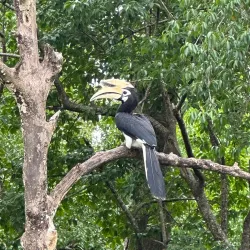 Labuk Bay Proboscis Monkey Sanctuary - Sandakan