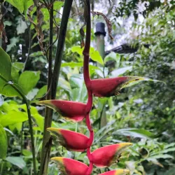 Rainforest Discovery Centre - Sandakan
