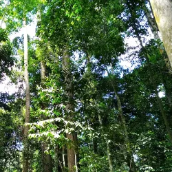 Rainforest Discovery Centre - Sandakan