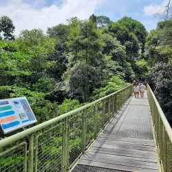 Rainforest Discovery Centre - Sandakan