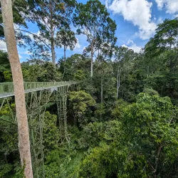 Rainforest Discovery Centre - Sandakan