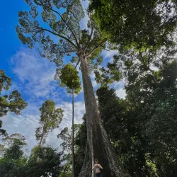 Rainforest Discovery Centre - Sandakan