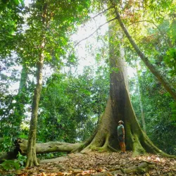Rainforest Discovery Centre - Sandakan