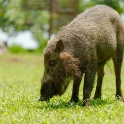 Bako National Park - Sarawak