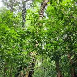 Gunung Mulu National Park - Sarawak