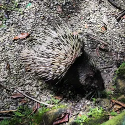 Matang Wildlife Centre - Sarawak