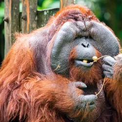 Matang Wildlife Centre - Sarawak