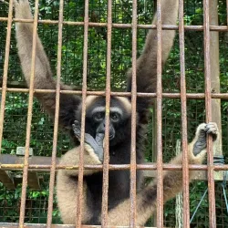 Matang Wildlife Centre - Sarawak