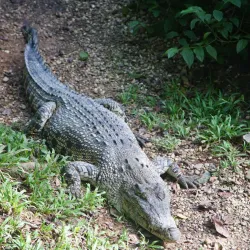 Semenggoh Wildlife Centre - Sarawak