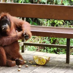 Semenggoh Wildlife Centre - Sarawak