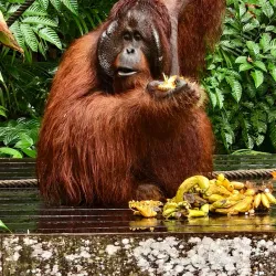Semenggoh Wildlife Centre - Sarawak