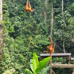 Semenggoh Wildlife Centre - Sarawak