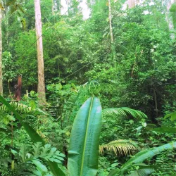 Semenggoh Wildlife Centre - Sarawak