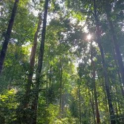 Air Terjun Bekok (Bekok Waterfall) - Segamat