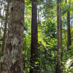 Gunung Ledang National Park - Segamat