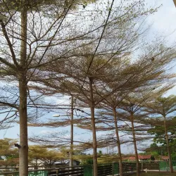 Segamat Lake Garden - Segamat