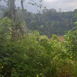 Bukit Lagong Forest Reserve - Sentul
