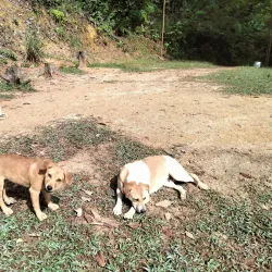Bukit Lagong Forest Reserve - Sentul