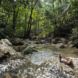 Bukit Lagong Forest Reserve - Sentul