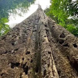 Bukit Lagong Forest Reserve - Sentul