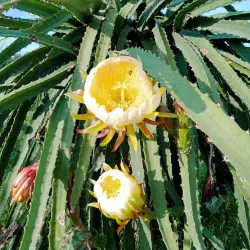 Banting Town - Sepang