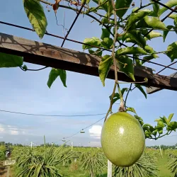 Banting Town - Sepang