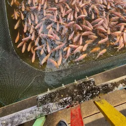 Kuala Sepetang Fishing Village - Sepang