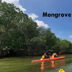 Sungai Sepang Mangrove Forest - Sepang