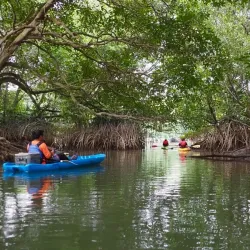 Sungai Sepang Mangrove Forest - Sepang