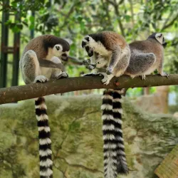 Farm In The City - Serdang