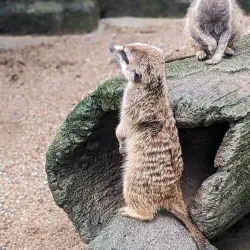 Farm In The City - Serdang