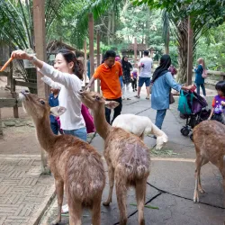 Farm In The City - Serdang