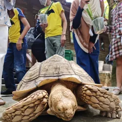 Farm In The City - Serdang