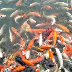 Farm In The City - Serdang