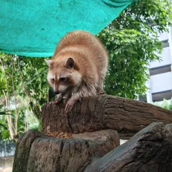 Farm In The City - Serdang