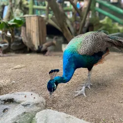 Farm In The City - Serdang