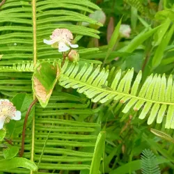 Nearby Nature Trails and Hiking Spots - Seri Iskandar