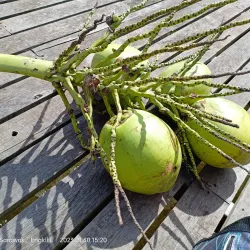 Engkilili Cultural Village - Simanggang (Sri Aman)