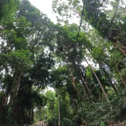 Bukit Batu Putih Recreational Forest - Sitiawan