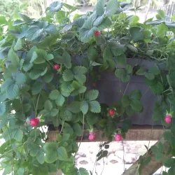 Taman Ungku Tun Aminah - Skudai (Sekudai)