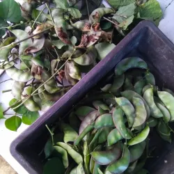 Taman Ungku Tun Aminah - Skudai (Sekudai)