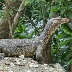 Sungai Buloh Wetlands Park - Sungai Buloh