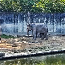 Taiping Zoo (Night Safari) - Taiping