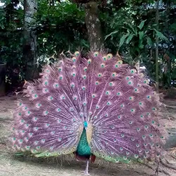 Teriang Nature Trail - Teriang