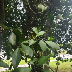 Ulu Tiram Recreational Forest - Ulu Tiram
