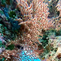 Coral Reefs of Filitheyo - Filitheyo