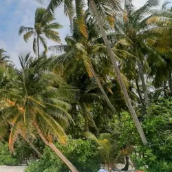 Island Nature Walks - Filitheyo