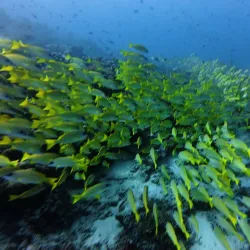 Island Nature Walks - Filitheyo